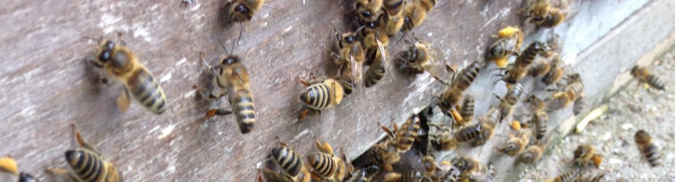 Steel City Bees